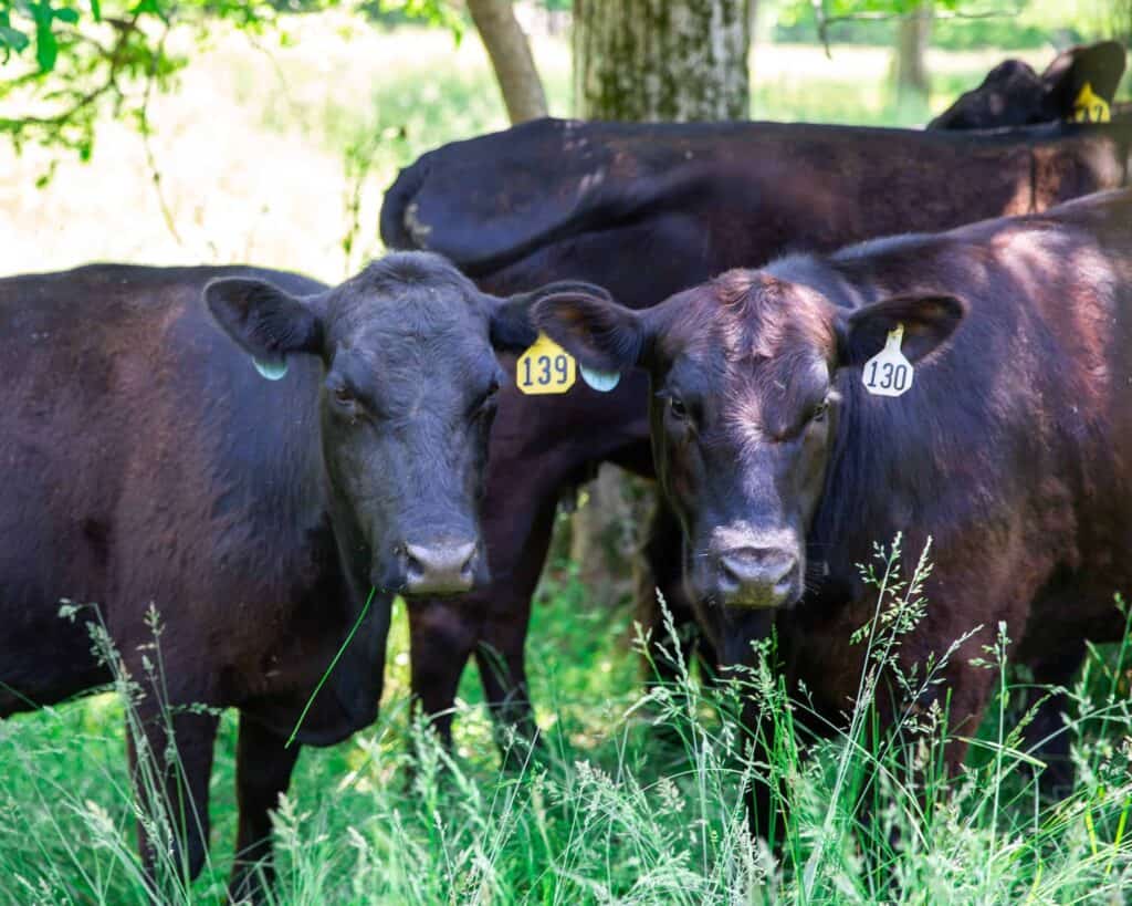 Two black cows stand close together in tall grass, both wearing yellow ear tags labeled 139 and 130. Another cow is partially visible in the background under a tree, in a sunny, green pasture.