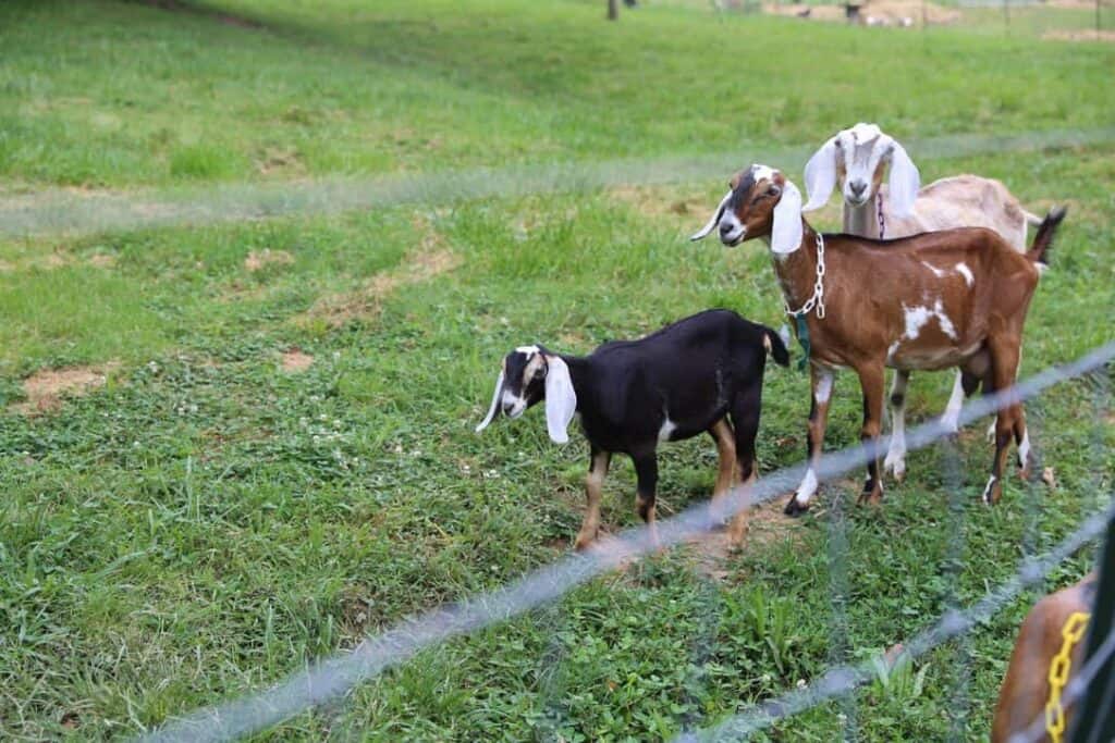 Three goats with long floppy ears and different brown, white, and black markings stand on green grass behind a wire fence in a pasture.