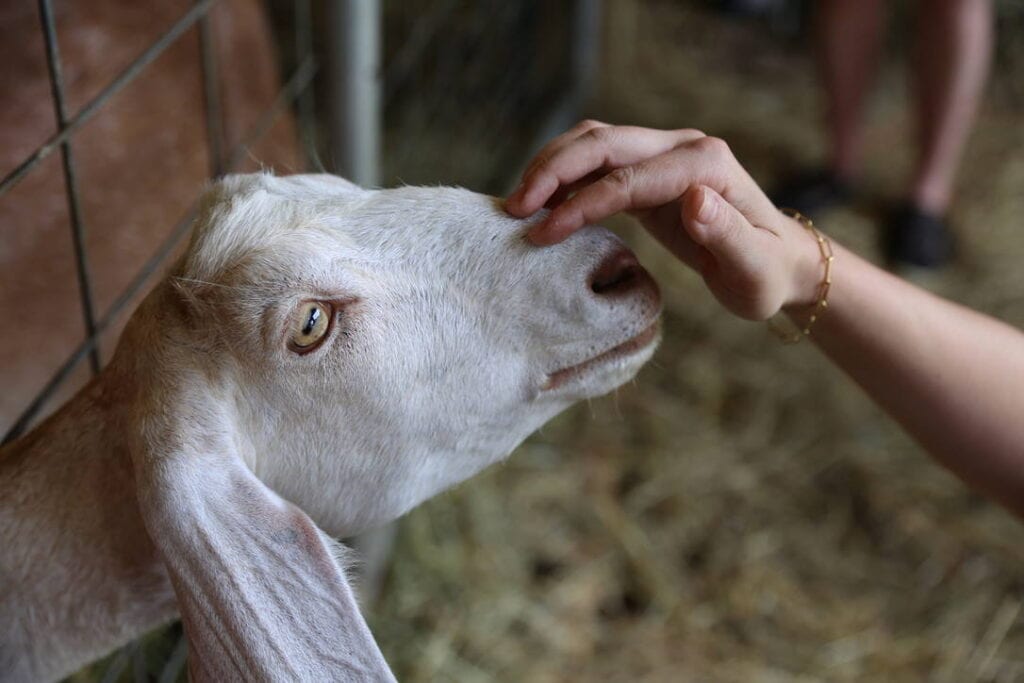 A white goat looks up as a person gently pets its nose with their hand. The background is blurred with a wire fence and straw on the ground.