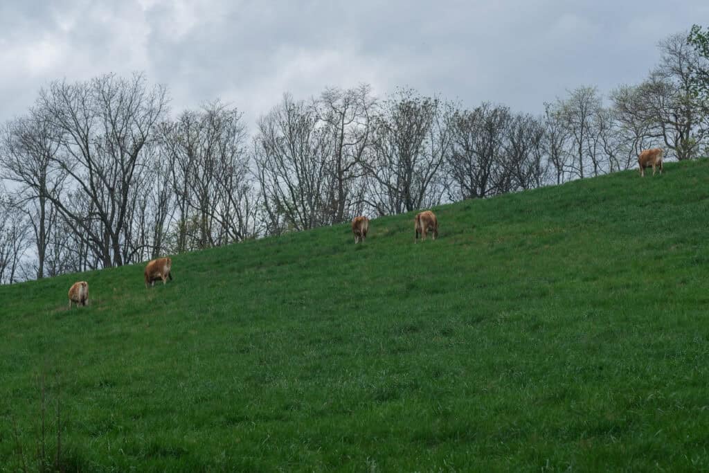 Five brown cows graze on a sloped, green grassy hill with leafless trees and a cloudy sky in the background, highlighting the vital connection between dairy farming and child nutrition.