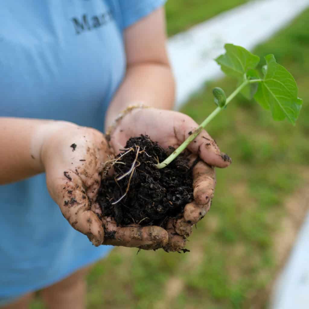 Person holding young plant with soil at Local Farm for Hunger Relief, supporting sustainable agriculture and community nourishment.