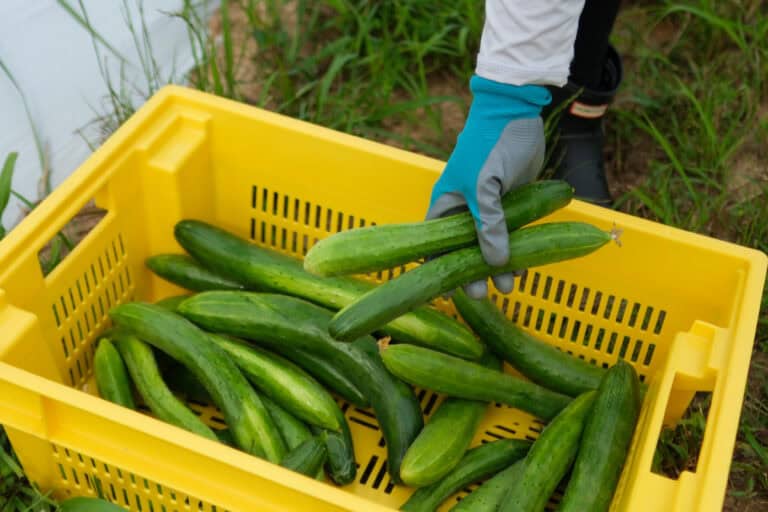A gloved hand holds two cucumbers above a yellow plastic crate filled with more cucumbers, set outdoors on green grass.