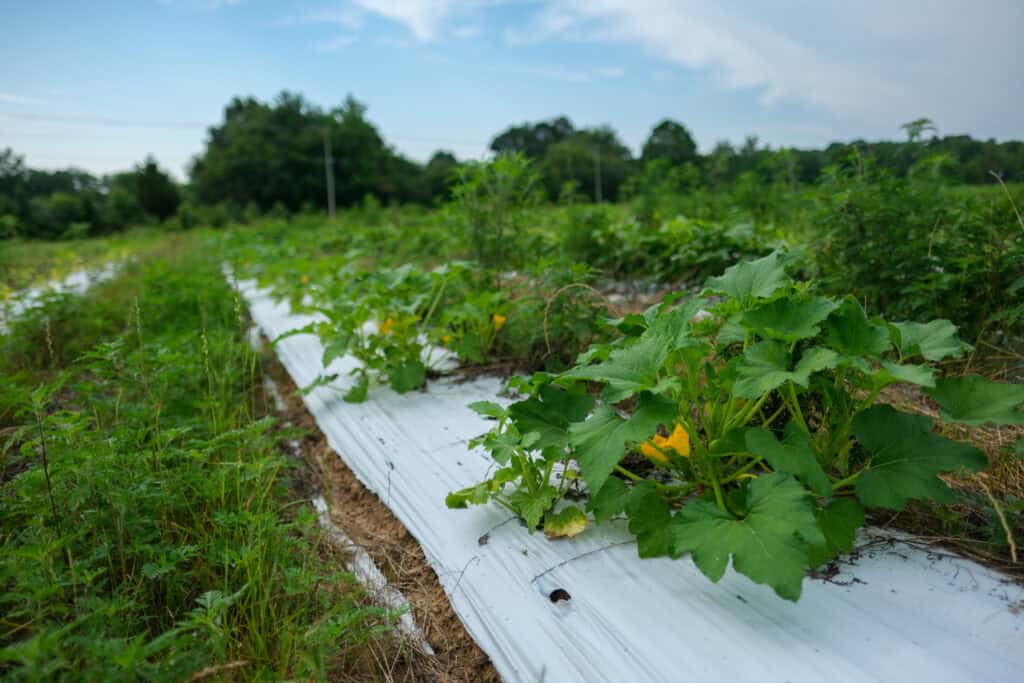 Squash plants growing in rows at Local Farm for Hunger Relief, promoting fresh produce for food-insecure families