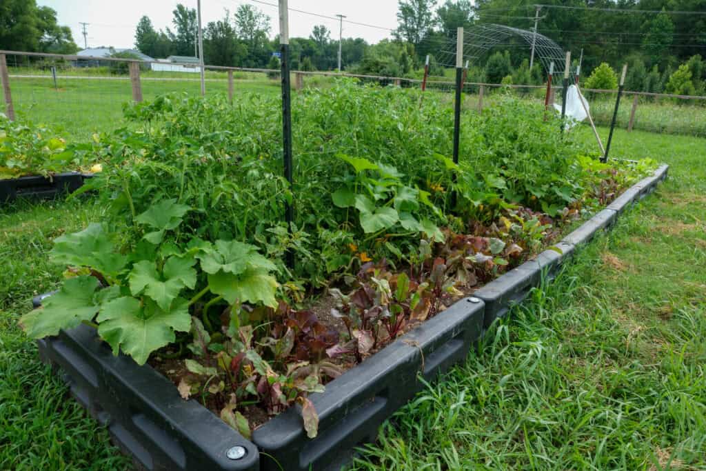 Thriving raised garden bed with tomatoes, squash, and greens at Local Farm for Hunger Relief, supporting healthy communities.