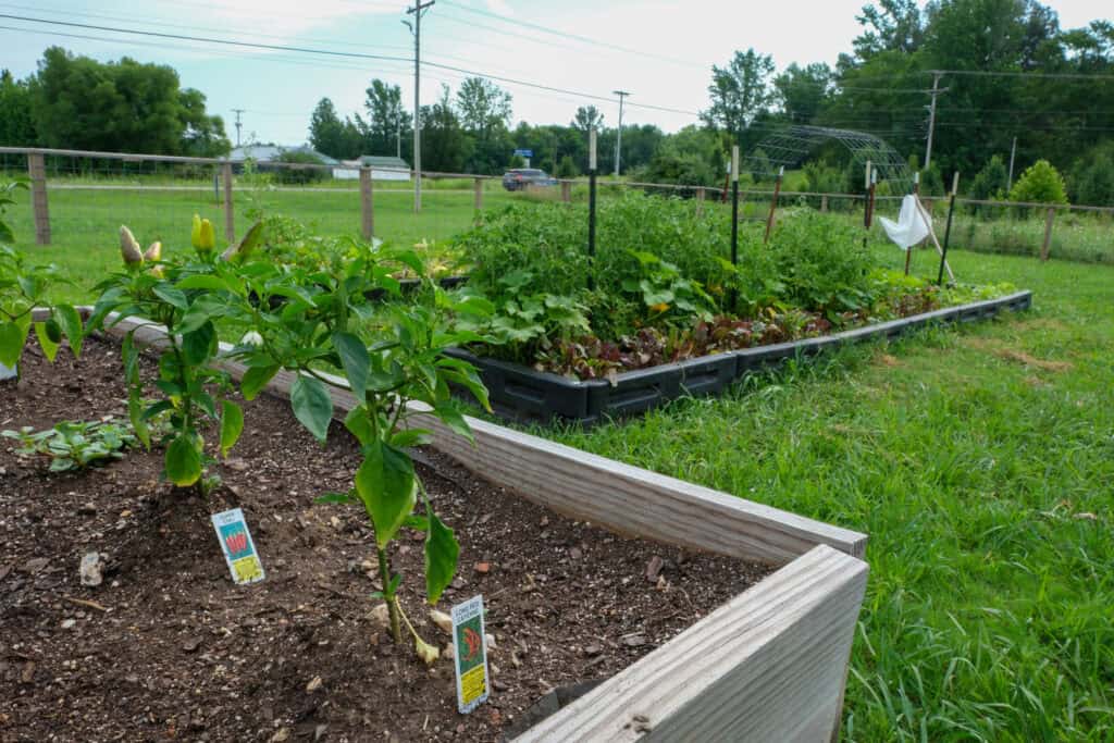 Young pepper plants in wooden raised bed at Local Farm for Hunger Relief, cultivating nutritious food for neighbors in need.”