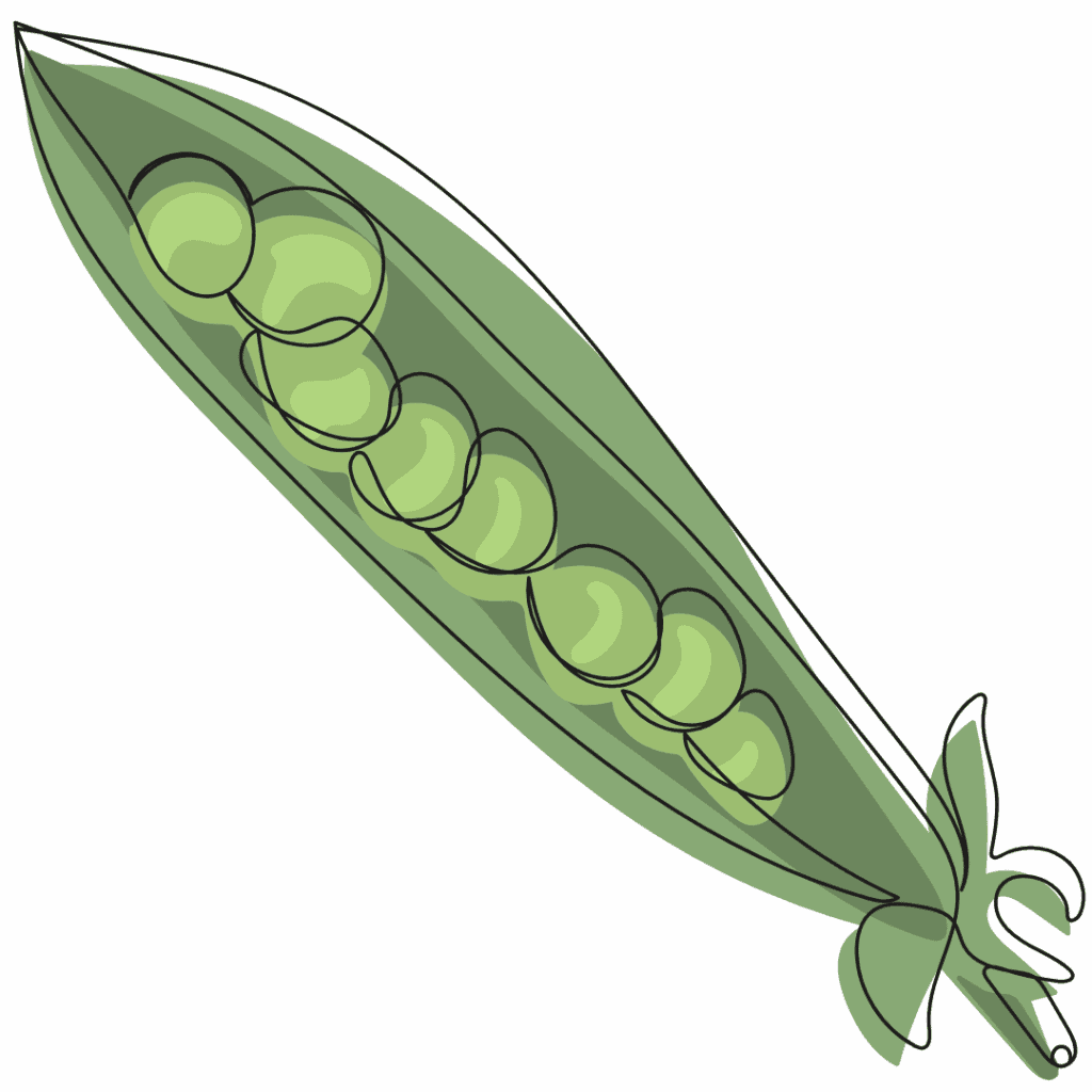 A simple, hand-drawn illustration of a green pea pod opened to reveal several round green peas inside, set against a white background.