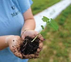A person holding soil and a small green seedling with visible roots in their hands, standing outdoors on grass near a white garden row.