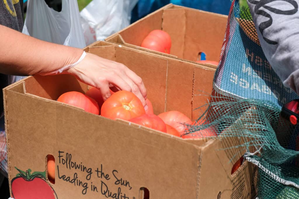 Locally grown tomatoes at a Second Harvest Food Distribution